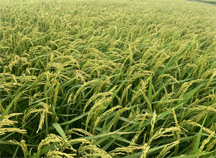 Çeltik Üreticisi Hasat Öncesi Endişeli