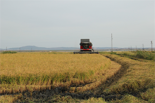 Türkiye`nin Pirinç Deposu Edirne, Verimli Çeltik Hasadına Hazır