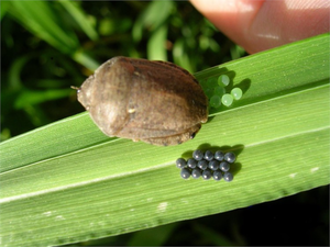 Süne ile Mücadele!
