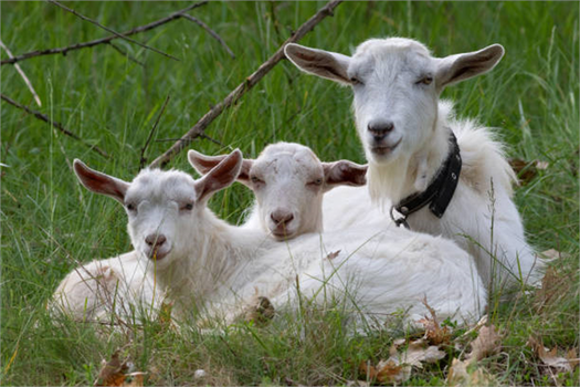 Küçükbaş Hayvancılık Destekleri Sektör İçin Büyük Bir Adım