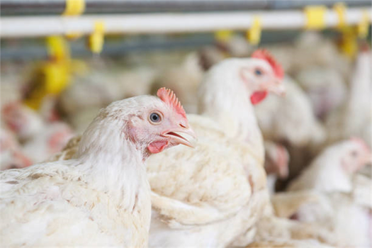 Tavuk Ağırlık İzleme Sistemi, Etlik Piliç Üretiminde Devrim Yaratacak