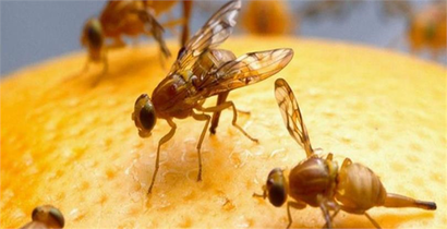 Akdeniz Meyve Sineği ile Mücadele!