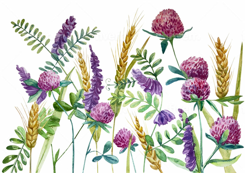 Örtü Bitkileri: Toprakta Gizlenen Hazineyi Açığa Çıkarın