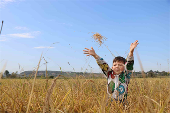 Samsun Çeltik Hasadı: Fiyatlar Açıklanmıyor, Üreticiler Endişeli
