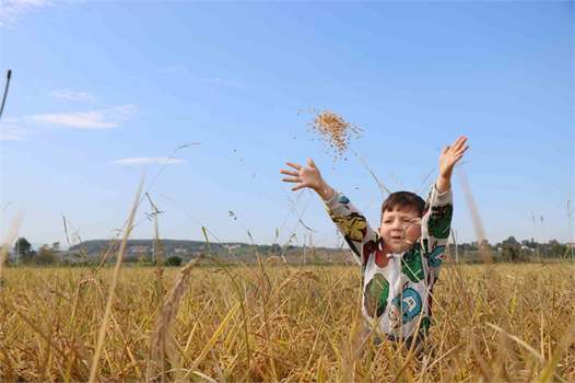 Samsun Çeltik Hasadı: Fiyatlar Açıklanmıyor, Üreticiler Endişeli