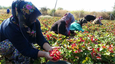 Kadın Girişimi Çilekleri: Talep Patlaması, Siparişler Yetişmiyor!