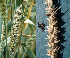 Tahıllarda Rastık Mücadelesi!