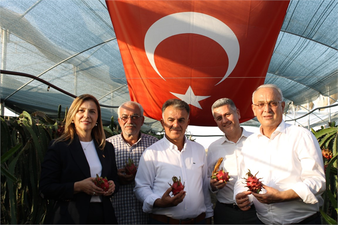 Adana`da Ejder Meyvesi Üretimi, Rusya ve Ukrayna`da Talep Patlaması Yaratıyor