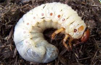 Manas Zararlısı ile Mücadele!