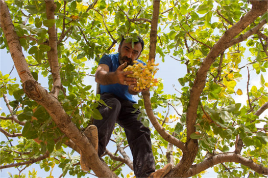 Çermik Fıstık Üreticileri Hangi Sorunlarla Karşı Karşıya?