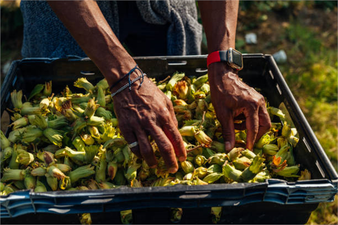 Fındık İhracatında Değer, Miktarı Geride Bırakıyor!