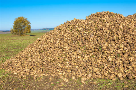 Şeker Pancarı Alım Fiyatı 1855 Lira!