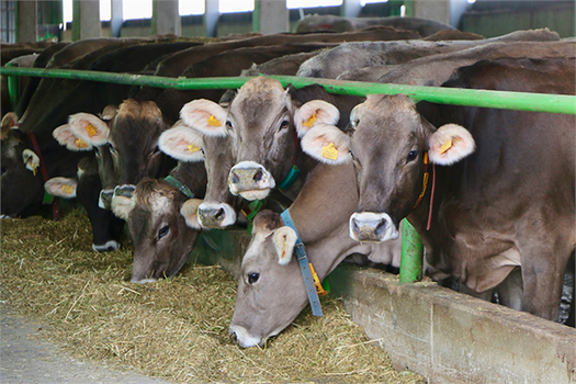 Anadolu Tarım İşletmesi, Hatay`a 500 Baş Esmer Irkı Damızlık Sığır Gönderiyor