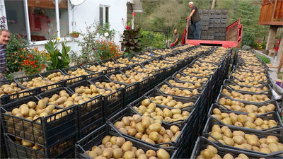 Kivi Hasadında Sona Yaklaşırken: Ordu, Ekonomiye 100 Milyon TL`lik Canlılık!
