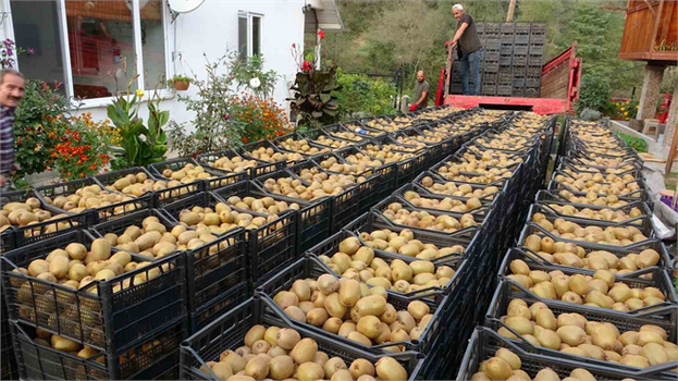 Kivi Hasadında Sona Yaklaşırken: Ordu, Ekonomiye 100 Milyon TL`lik Canlılık!