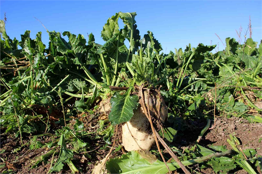 Hava Koşulları Çiftçileri Zorluyor: Sivas Şeker Pancarı Rekoltesi Hedefin Altında