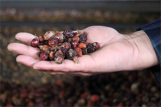 Gümüşhane`den Özel Bir Lezzet: Coğrafi İşaretli Kuşburnu Nektarı