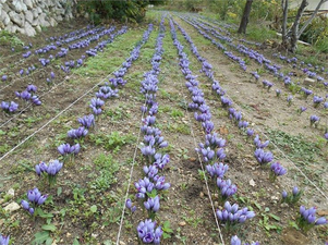 Yozgatlı Çiftçi, 600 Bin Liraya Varan Değerde Hasat Yapıyor