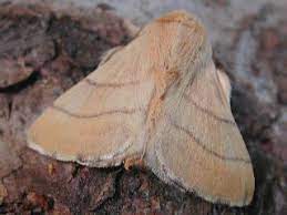 Yüzük Kelebeği ile Mücadele!