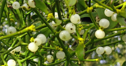 Ökse Otu ile Mücadele!