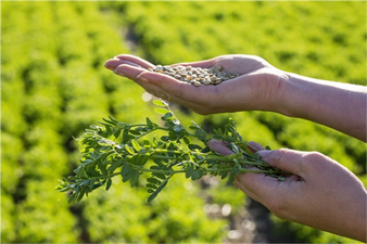 Mercimek Mildiyösü ile Mücadele!