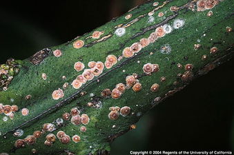 Kırmızı ve Sarı Kabuklu Bit ile Mücadele!