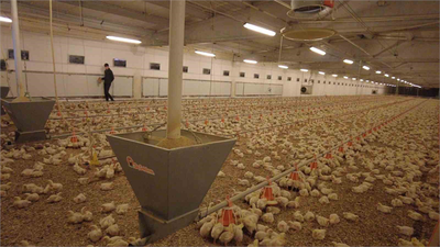 Ergan Köyünde Faaliyet Gösteren Etlik Tavuk Çiftliği, İkinci Kümesle Büyüdü