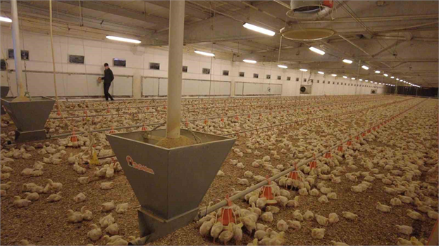 Ergan Köyünde Faaliyet Gösteren Etlik Tavuk Çiftliği, İkinci Kümesle Büyüdü