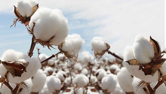 Aydın`da Tarım ve Orman Sektörüne 19 Milyar TL`lik Yatırım Yapıldı