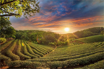 Doğu Karadeniz İhracatçılar Birliği, Türk Çayını Japonya`da Temsil Edecek