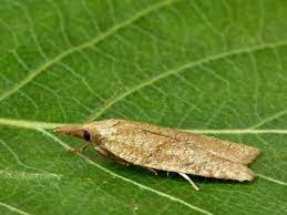 Bağda Dürmece (Bağ Pirali) ile Mücadele!