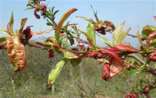 Şeftali Klok Hastalığı ile Mücadele!