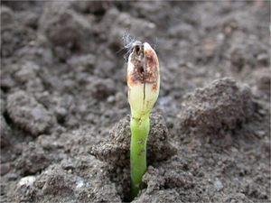 Çökerten Hastalığı ile Mücadele!