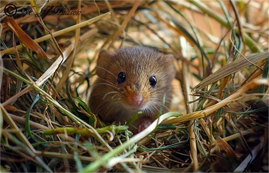 Tarla Faresi ile Mücadele!