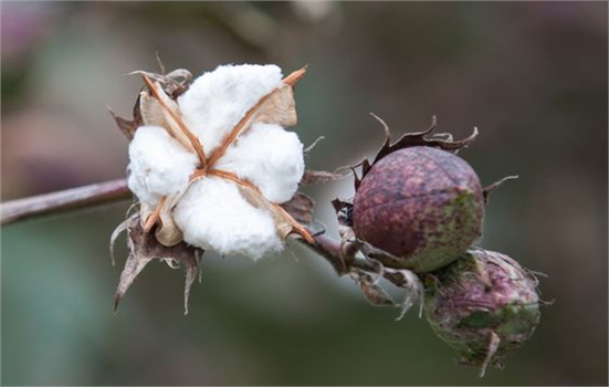 Pamuk Hasadında Devrim: Robot Teknolojisi Tarlalara Hükmediyor