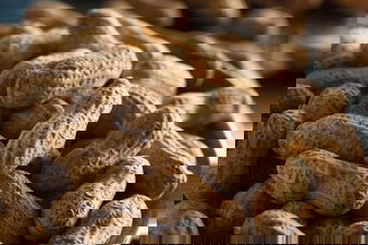 Adana, Yerfıstığı Üretiminde Akdeniz ve Türkiye Birincisi Oldu