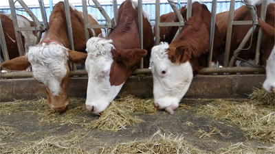 Malatyalı Kimya Öğretmeni, Öğretmenlik Hayalinden Vazgeçip Çiftçiliğe Yöneldi