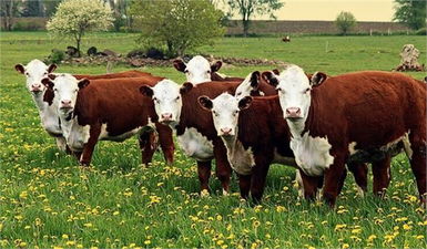 Sığır ve Manda Popülasyonları Geriledi: 2023`te Büyükbaş Hayvanlarda Düşüş Devam Ediyor