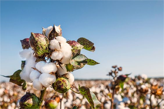 Desteklemeler Ödeniyor!