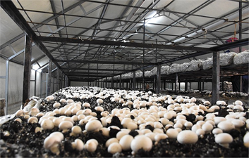 Aksaray`da Kültür Mantarı Yetiştiriciliği: Evlerin Önündeki Araziler Gelir Kapısına Dönüşüyor