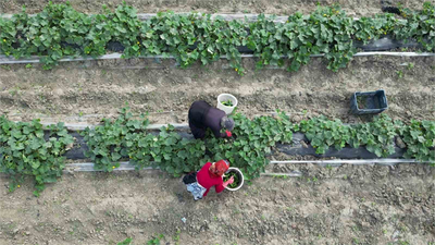 Hatay`da Salatalık Hasadı Başladı, Kilosu 30 TL!