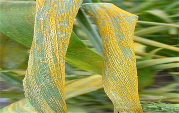 Buğday Pas Hastalıkları ile Mücadele!