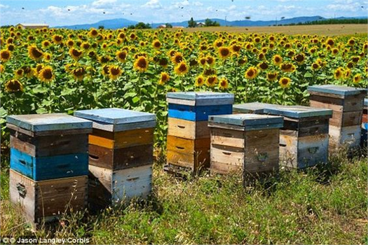 Arı Ürünleri İçin Yeni Düzenlemeleri Yayımladı!