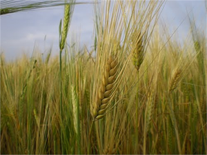 Çiftçilerin İstediği: Buğday Taban Fiyatı En Az 15 TL, Prim Desteği Arttırılsın!