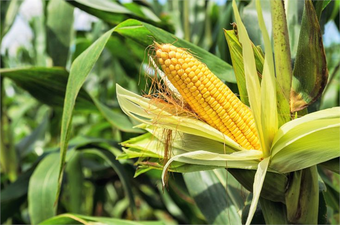 Rusya`daki Acil Durum ve Brezilya`daki Doğal Afetler Mısır Üretimini Etkiliyor