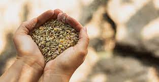 Türkiye Tohum Sektöründe İhracat Liderliğini Koruyor: İsrail İthalatı Geriliyor