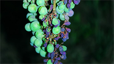 Bağlarda Mildiyö Mücadelesi!