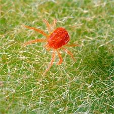 Kırmızı Örümcek ile Mücadele!