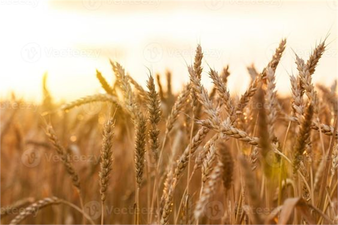 TMO, 2024 Hububat Ödemelerini Yaptı!