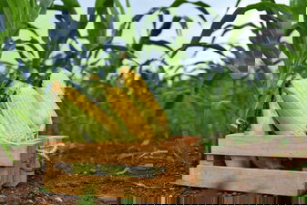 Mısırda Bozkurt Mücadelesi!